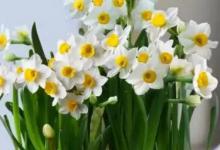 水仙适合什么时候种 水仙种植时间