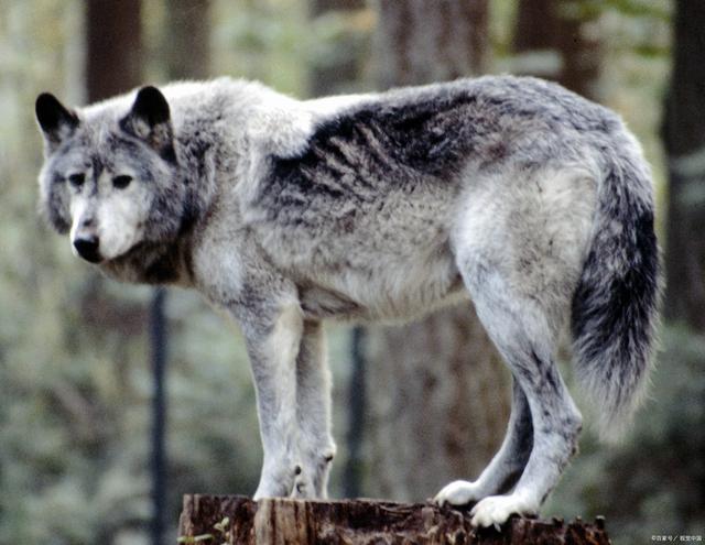 探索西伯利亚平原狼的生态与行为