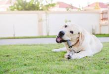 狗多大算成年犬？