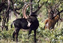 大黑马羚：安哥拉的国兽