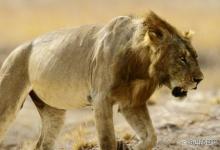 塞内加尔狮：濒临灭绝的草原之王