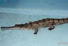 马来鳄：东南亚生态系统中的独特物种