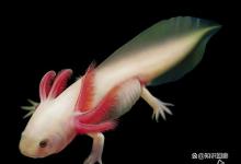 墨西哥钝口螈：拥有不可思议再生能力的两栖生物