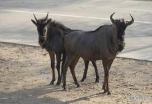 黑尾牛羚：世界上数量最多的大型有蹄动物