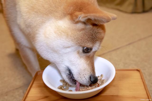 狗狗偶尔食用少量的芝麻酱不太可能造成严重的健康问题,但并不推荐让