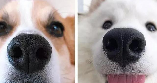 狗的鼻子为什么是湿的?小学生的答案为什么在线