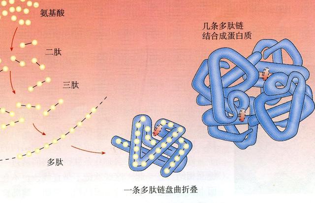 核糖体形成过程图解图片