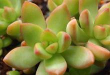 养殖铭月需要注意哪些事项 养殖铭月的注意事项介绍呢