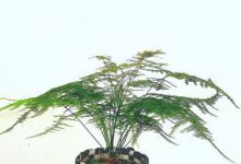 水培文竹叶子发黄怎么处理 水培文竹叶子发黄如何解决呢