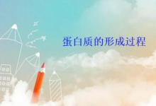 蛋白质的形成过程