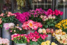 适合送老师的花 适合送老师的花有哪些