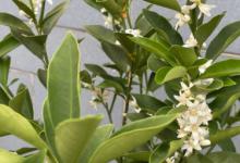 金桔树一年开几次花 金桔树一年有几次花期呢