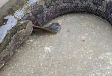 黄辣丁和乌鱼能一起养吗 黄辣丁和乌鱼能不能养在一起呢