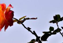 带刺的玫瑰一年开几次花 带刺的玫瑰一年有多少次花期呢