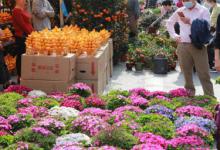 石楠花花期持续多久 石楠花花期介绍