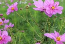 格桑花室内可以养吗 格桑花适合在室内养吗