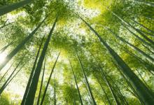庭院种竹子好吗 庭院种竹子好不好