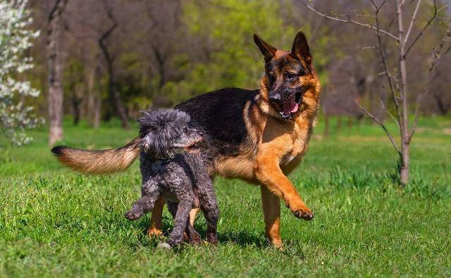 德牧犬和黑背区别图图片