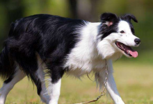 不养边境牧羊犬的理由，大家都认可的就是这些