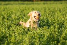 金毛犬好养吗？高智商的狗子一般都这样