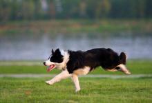 怎么训练边境牧羊犬最好？从基础交流开始