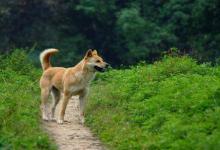 中华田园犬有哪些品种，看完是不是有点吃惊