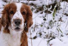 纯种史宾格犬能吃肉吗？专家是这样建议的