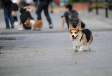 柯基犬的缺点，爱屋及乌就要这样