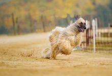 阿富汗猎犬智商，会高傲的狗智商不会差