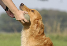 得狂犬病的症状，主要有以下这些表现