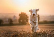 适合家养的大型犬，几种适合家养的大型犬