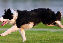 边境牧羊犬有哪些种类？你知道的有几种