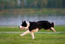 边境牧羊犬怎么样喂食？别因为智商高而烦恼