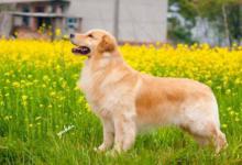 金毛犬吃什么食物，其实很多食物都可以喂