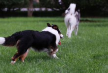 边境牧羊犬有多粘人，通过一些行为来感受下