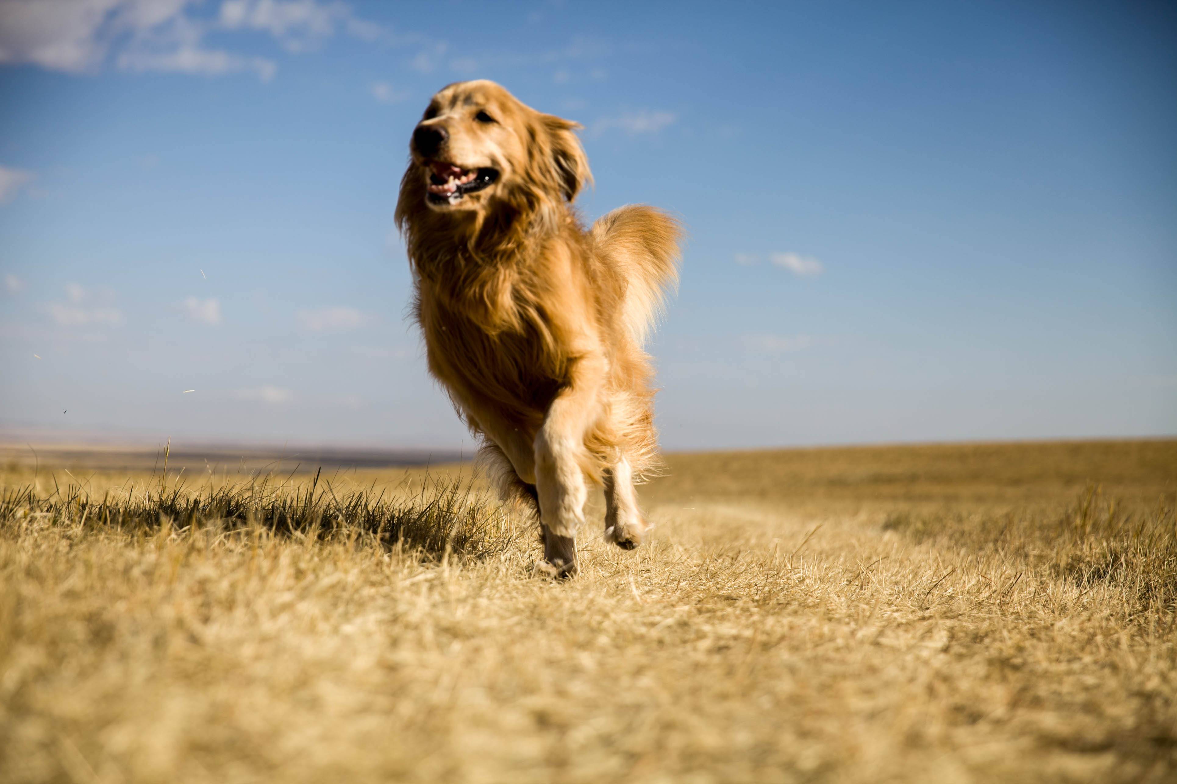 金毛寻回犬好养吗?新手必看的饲养秘籍