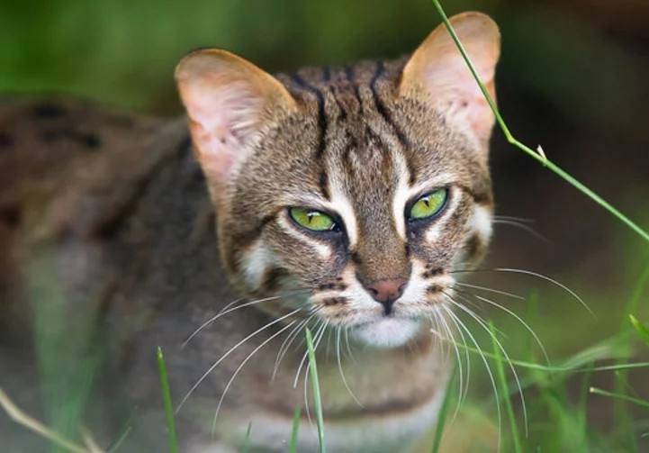 野猫和家猫的区别