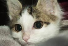 猫眼屎多是什么原因？多半是身体有异状