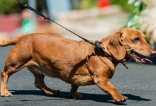 腊肠犬的优点和缺点，腊肠犬优缺点分析