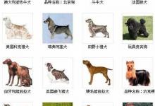 大型犬有哪些？全世界大型犬品种大全