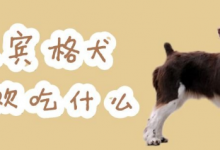 史宾格犬喜欢吃什么，注意这些让它食不合嘴