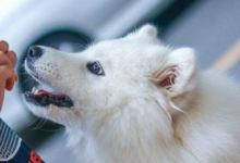 萨摩耶犬吃什么，来了解一下它的饮食