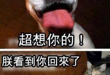 养猫还是养狗~来围观能否满足你的心意