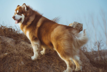 阿拉斯加犬怎么喂养，需根据犬龄喂养