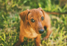 腊肠犬为什么养的人少，四个原因你知道吗