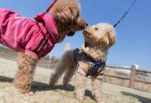 贵宾狗怎么训练，熟记四点训犬不再难