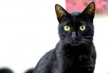 养黑猫有什么说法，古人流传下来是这样说的