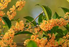 室内种植桂花树好不好 家里可以种桂花树吗