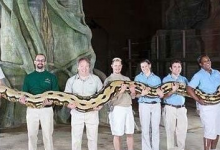 世界上最大的蟒蛇，你确定有勇气看完