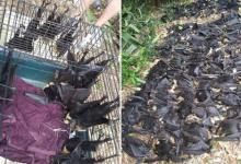 昆士兰州热浪来袭 5500只蝙蝠集体暴毙在某居民家院子里